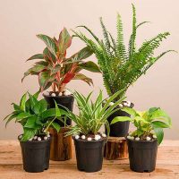 Air Purifier Plants