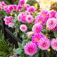 Flowering Plants